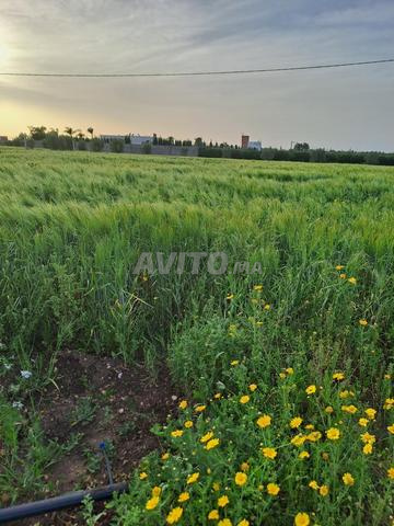 Terrain agricole fertile à vendre 30.000m2