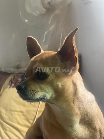 chiot chihuahua toy - 2