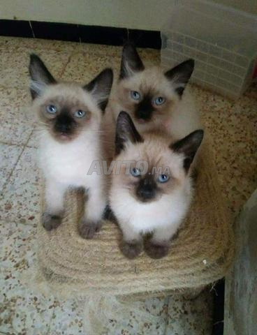 syamoi bébé poilong 