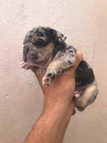 femelle bulldog black Merle tan