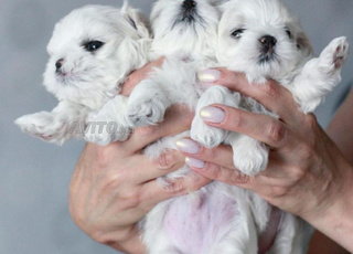 BICHON MALTAIS NAIN