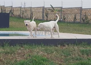 Chiots Dog Argentine 