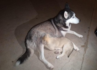 Husky 3mois