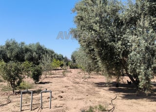 Terrain agricole à saisir 