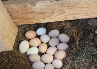 بيض بلدي Oeufs Bio Beldi 