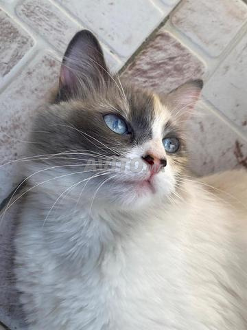 قطة من فصيلة ragdoll  و السعر قابل للتفاوض