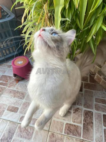 قطة من فصيلة ragdoll  و السعر قابل للتفاوض - 2