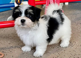 BICHON HAVANAIS
