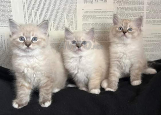 ragdoll bébé spuer 