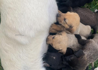 8 bebe chiot labradore/malinos mix rare 