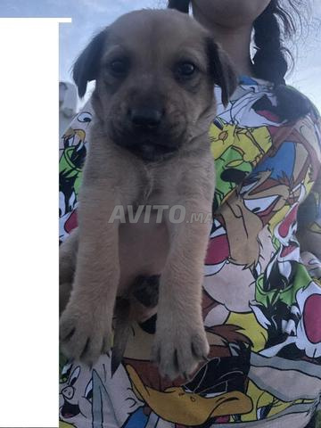 8 bebe chiot labradore/malinos mix rare  - 2