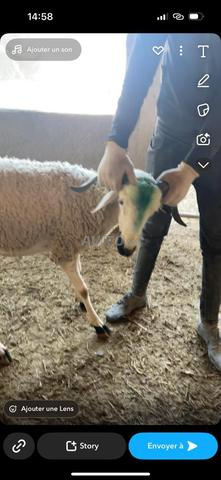 vend mouton de marque 