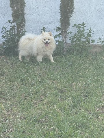 chien spitz