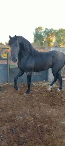 عود دهم cheval noir 