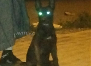 مالينوا شاربون