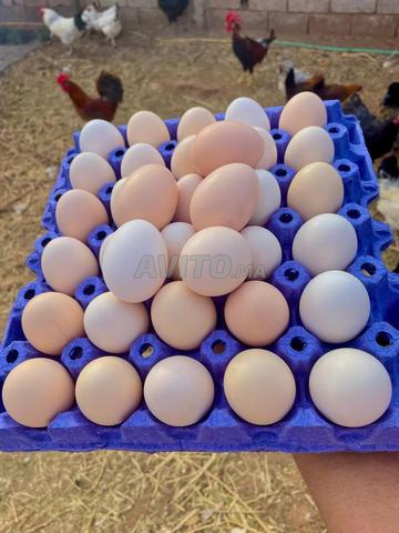 بيع بيض مخصب (جودة عالية تمن جد مناسب) بمدينة آسفي