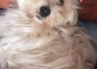 bichon maltais femelle 