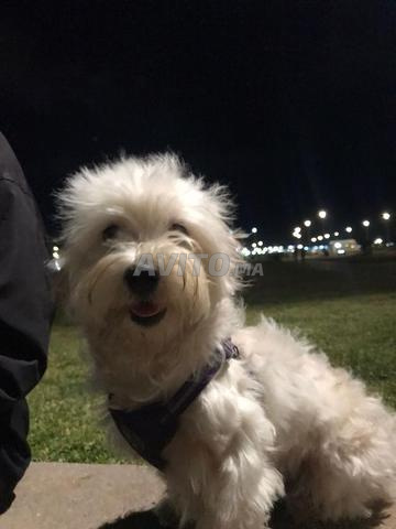 bichon maltais femelle  - 2