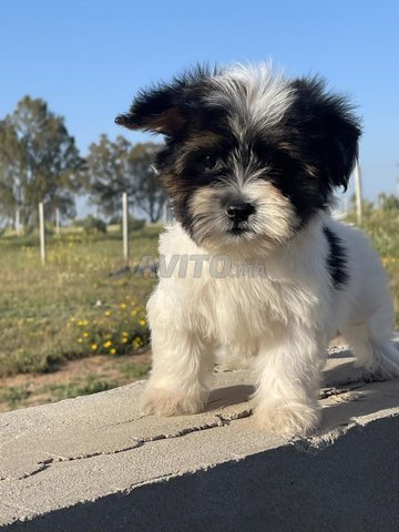 PUPPY HAVANAIS