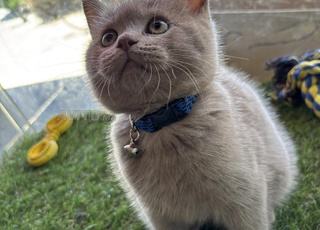  chaton mâle Scottish Straight 