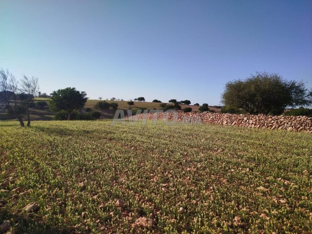 Terrain 13200 m² agricole à vendre à Essaouira N T