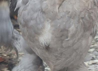 سلالات البراهما