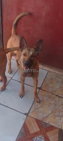  انتي منيلوى عندها عاما شهر في هال جيدا