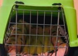 Maison de chien a vendre