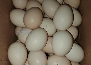 بيض بلدي طبيعي للمائدة 