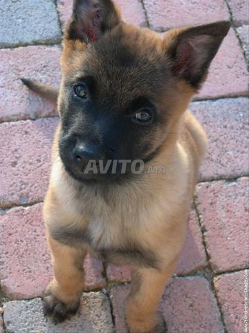 malinois pure race 