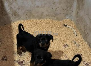 Mâle et femelle Rottweiler pure race 