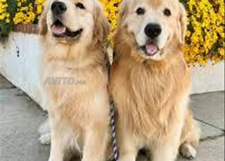 couple golden retriever chiens 