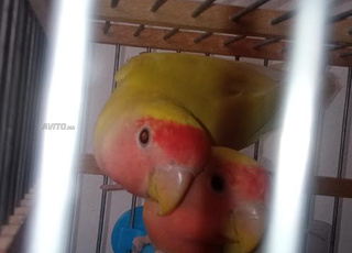 Les inséparables rose gorge 