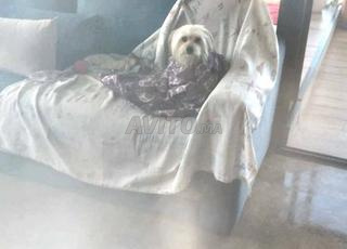 adoptation chien bichon havaianas 