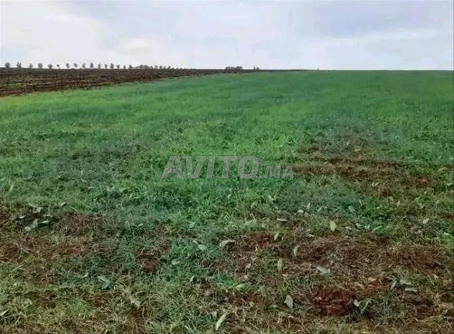 أرض للبيع  الحرارة داير بيھا الصور وراق إستمرار