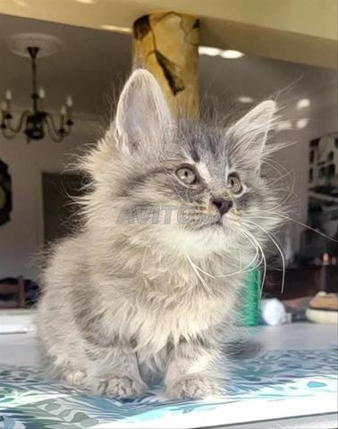 griz bleu ress poilong  - 2