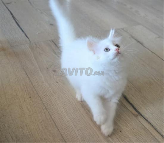 ongora turc poilong bébé  - 2