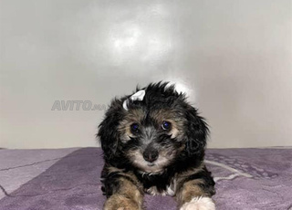 Chiots Bichon Frisé à vendre