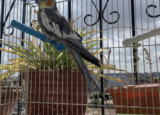 Vente d’un oiseau Calopsitte