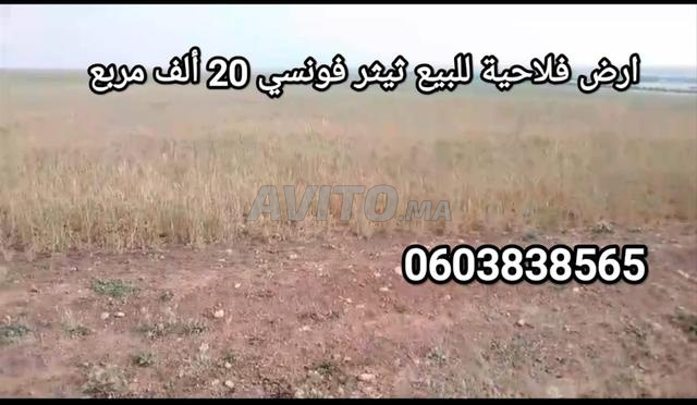 ارض فلاحية للبيع ثيثر فونسي تمن 50  مليون هكتران