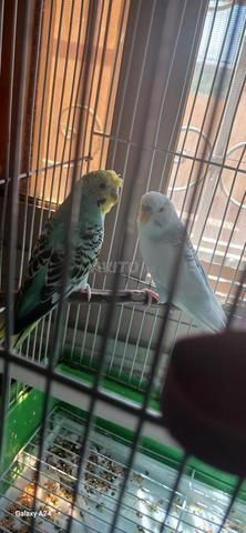 Pirouche mâle et femelle 