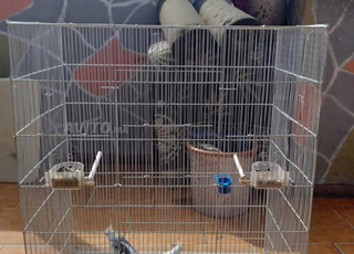 طيور الكالوبسات