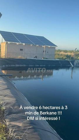 Champs 6 hectares à 3 min de Berkane  - 2