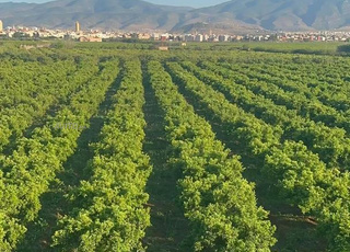 Champs 6 hectares à 3 min de Berkane 