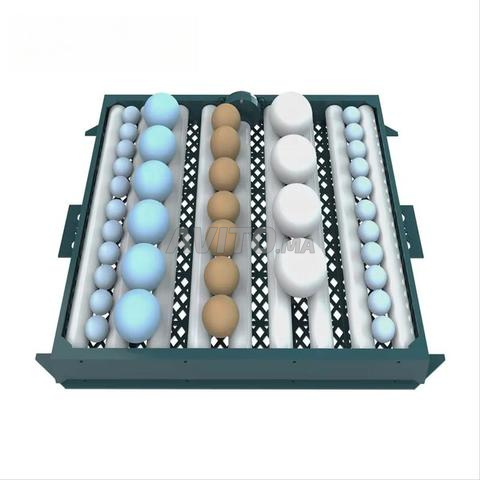 فقاسة من الحجم المتوسط  - 2