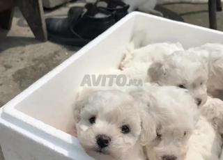 bichon toy petite taille 