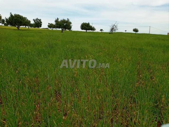 Terrain en Vente Essaouira (titré) ارض للبيع محفظة