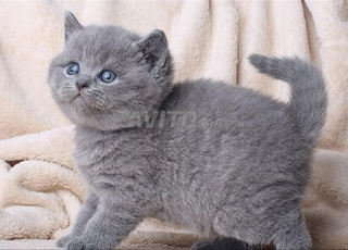 kitten pur race origine Ukraine 🇺🇦