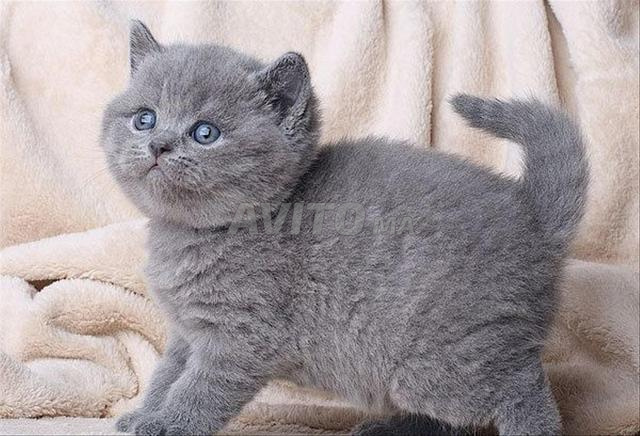 kitten pur race origine Ukraine 🇺🇦