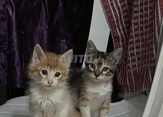 Chattons à adopter 